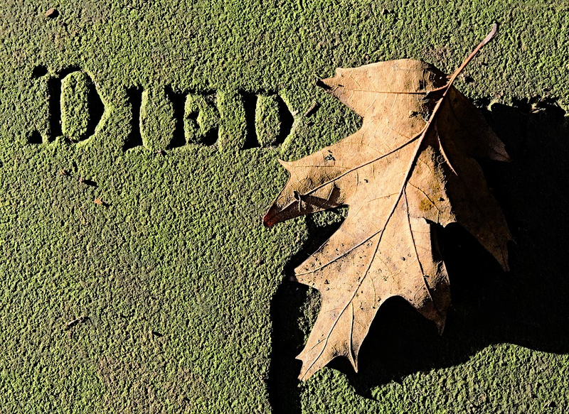 Illustration for article titled Qué dice la gente cuando está a punto de morir